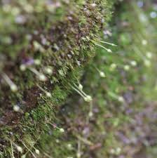 Attēlu rezultāti vaicājumam “Seligeria pusilla”