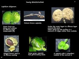 Attēlu rezultāti vaicājumam “Lepidium densiflorum fruit”