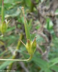 Attēlu rezultāti vaicājumam “Geranium palustre fruit”