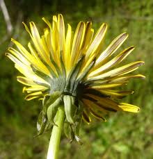 Attēlu rezultāti vaicājumam “Taraxacum officinale aggr. fruit”