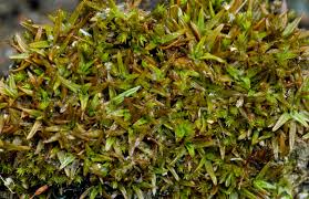 Attēlu rezultāti vaicājumam “Pottiales”