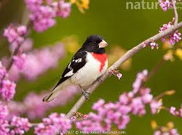 Image result for Pheucticus ludovicianus