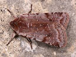 Attēlu rezultāti vaicājumam “Cerastis rubricosa”