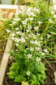 Attēlu rezultāti vaicājumam “Saxifraga granulata leaf”