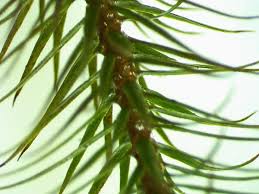 Attēlu rezultāti vaicājumam “Polytrichum commune var. perigoniale”