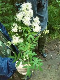 Attēlu rezultāti vaicājumam “Thalictrum flavum flower”