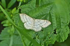 Attēlu rezultāti vaicājumam “Idaea sylvestraria”