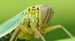 Attēlu rezultāti vaicājumam “Cicadella viridis female”