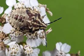 Attēlu rezultāti vaicājumam “Graphosoma lineatum nymph”