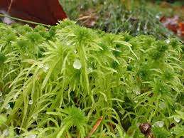 Attēlu rezultāti vaicājumam “Sphagnum girgensohnii”