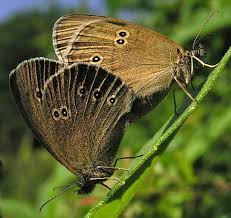 Attēlu rezultāti vaicājumam “Aphantopus hyperantus upperside”