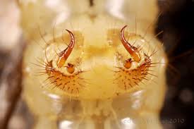 Attēlu rezultāti vaicājumam “Tischeria complanella larva”