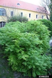 Attēlu rezultāti vaicājumam “Sorbaria sorbifolia fruit”