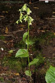 Attēlu rezultāti vaicājumam “Epipactis helleborine fruit”