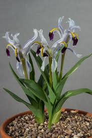 Attēlu rezultāti vaicājumam “Iris rosenbachiana flower”