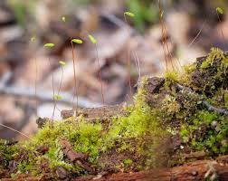 Attēlu rezultāti vaicājumam “Pohlia nutans sporophyte”