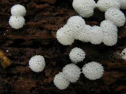 Attēlu rezultāti vaicājumam “Ceratiomyxa porioides”