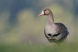 Attēlu rezultāti vaicājumam “Anser brachyrhynchus adult”
