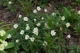 Image result for Buschwindröschen