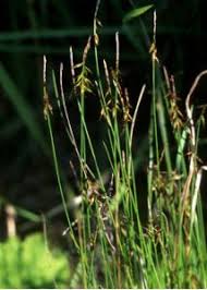 Attēlu rezultāti vaicājumam “Carex pulicaris”