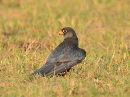 Image result for Falco amurensis