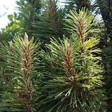 Attēlu rezultāti vaicājumam “Pinus nigra”