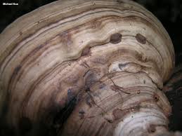 Attēlu rezultāti vaicājumam “Ganoderma applanatum”