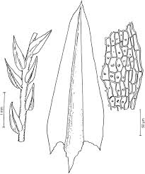 Attēlu rezultāti vaicājumam “Pohlia wahlenbergii var. calcarea”