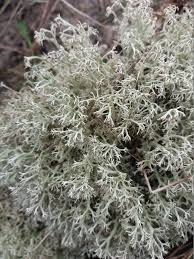 Attēlu rezultāti vaicājumam “Cladonia mitis”