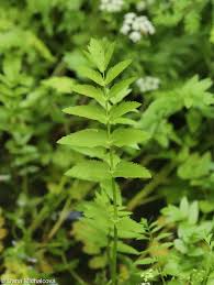 Attēlu rezultāti vaicājumam “Berula erecta leaf”