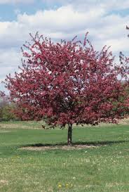 Attēlu rezultāti vaicājumam “Malus”