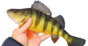 Image result for Perca flavescens