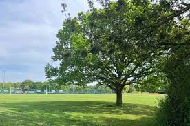 Image result for Chelmsford Netball Club