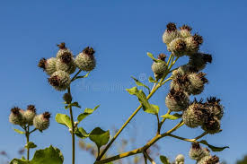 Attēlu rezultāti vaicājumam “Arctium tomentosum fruit”