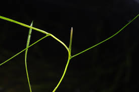 Attēlu rezultāti vaicājumam “Potamogeton trichoides”