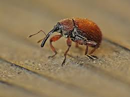 Attēlu rezultāti vaicājumam “Anthonomus phyllocola”