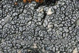 Attēlu rezultāti vaicājumam “Verrucaria hydrela”