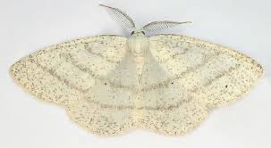 Attēlu rezultāti vaicājumam “Cabera pusaria”