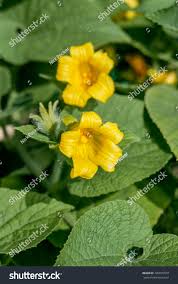 Attēlu rezultāti vaicājumam “Thladiantha dubia flower”