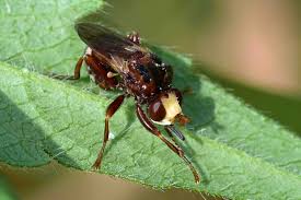 Attēlu rezultāti vaicājumam “Sicus ferrugineus”