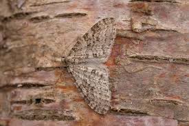 Attēlu rezultāti vaicājumam “Trichopteryx carpinata”