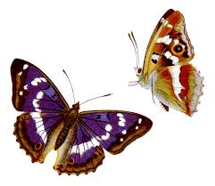 Attēlu rezultāti vaicājumam “Apatura iris”