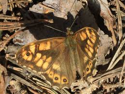 Attēlu rezultāti vaicājumam “Pararge aegeria underside”
