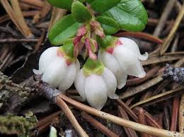 Attēlu rezultāti vaicājumam “Vaccinium vitis-idaea flower”