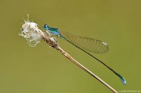 Attēlu rezultāti vaicājumam “Nehalennia speciosa”
