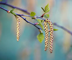 Attēlu rezultāti vaicājumam “Betula pubescens flower”