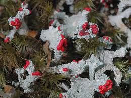 Attēlu rezultāti vaicājumam “Cladonia coccifera”