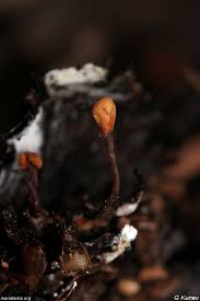 Attēlu rezultāti vaicājumam “Heyderia abietis”