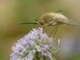 Attēlu rezultāti vaicājumam “Bombyliidae”