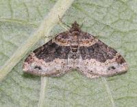 Attēlu rezultāti vaicājumam “Xanthorhoe ferrugata”